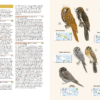Birds of New Guinea - Imatge 4