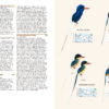 Birds of New Guinea - Imatge 5