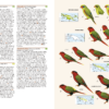 Birds of New Guinea - Imatge 6