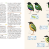 Birds of New Guinea - Imatge 7