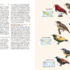 Birds of New Guinea - Imatge 8