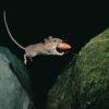 Handbook of the Mammals of the World - Volume 7 - Imagen 18