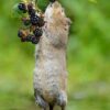 Handbook of the Mammals of the World - Volume 7 - Imagen 23