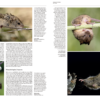 Handbook of the Mammals of the World - Volume 7 - Imagen 3