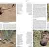 Handbook of the Mammals of the World - Volume 7 - Imagen 5