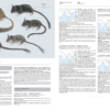 Handbook of the Mammals of the World - Volume 7 - Imagen 6