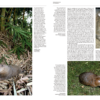 Handbook of the Mammals of the World - Volume 7 - Imagen 7