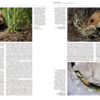 Handbook of the Mammals of the World - Volume 7 - Imagen 10