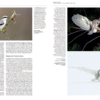 Handbook of the Mammals of the World - Volume 7 - Imagen 11