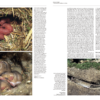 Handbook of the Mammals of the World - Volume 7 - Imagen 13