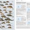 Handbook of the Mammals of the World - Volume 7 - Imagen 16