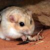 Handbook of the Mammals of the World - Volume 7 - Imagen 19