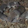 Handbook of the Mammals of the World - Volume 8 - 图片 18