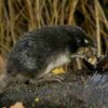 Handbook of the Mammals of the World - Volume 8 - 图片 17