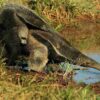 Handbook of the Mammals of the World - Volume 8 - 图片 20