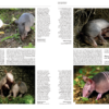 Handbook of the Mammals of the World - Volume 8 - 图片 3