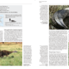 Handbook of the Mammals of the World - Volume 8 - 图片 5