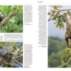Handbook of the Mammals of the World - Volume 8 - 图片 7