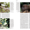 Handbook of the Mammals of the World - Volume 8 - 图片 11