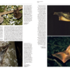 Handbook of the Mammals of the World - Volume 8 - 图片 12