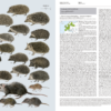 Handbook of the Mammals of the World - Volume 8 - 图片 13
