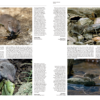 Handbook of the Mammals of the World - Volume 8 - 图片 14