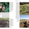 Handbook of the Mammals of the World - Volume 8 - 图片 15