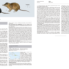Handbook of the Mammals of the World - Volume 8 - 图片 16