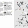 Birds of Japan - 图片 8