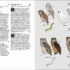 Birds of Japan - 图片 9