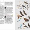 Birds of Japan - 图片 10