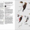 Birds of Japan - 图片 3
