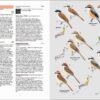 Birds of Japan - 图片 4