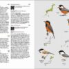 Birds of Japan - 图片 5