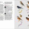 Birds of Japan - 图片 6