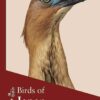 Birds of Japan - 图片 11