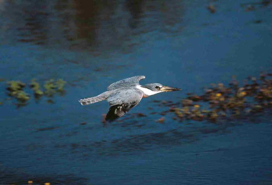 Ringed Kingfisher