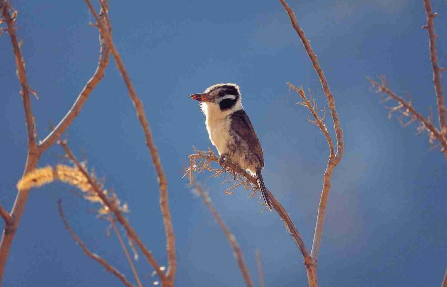 White-eared Puffbird