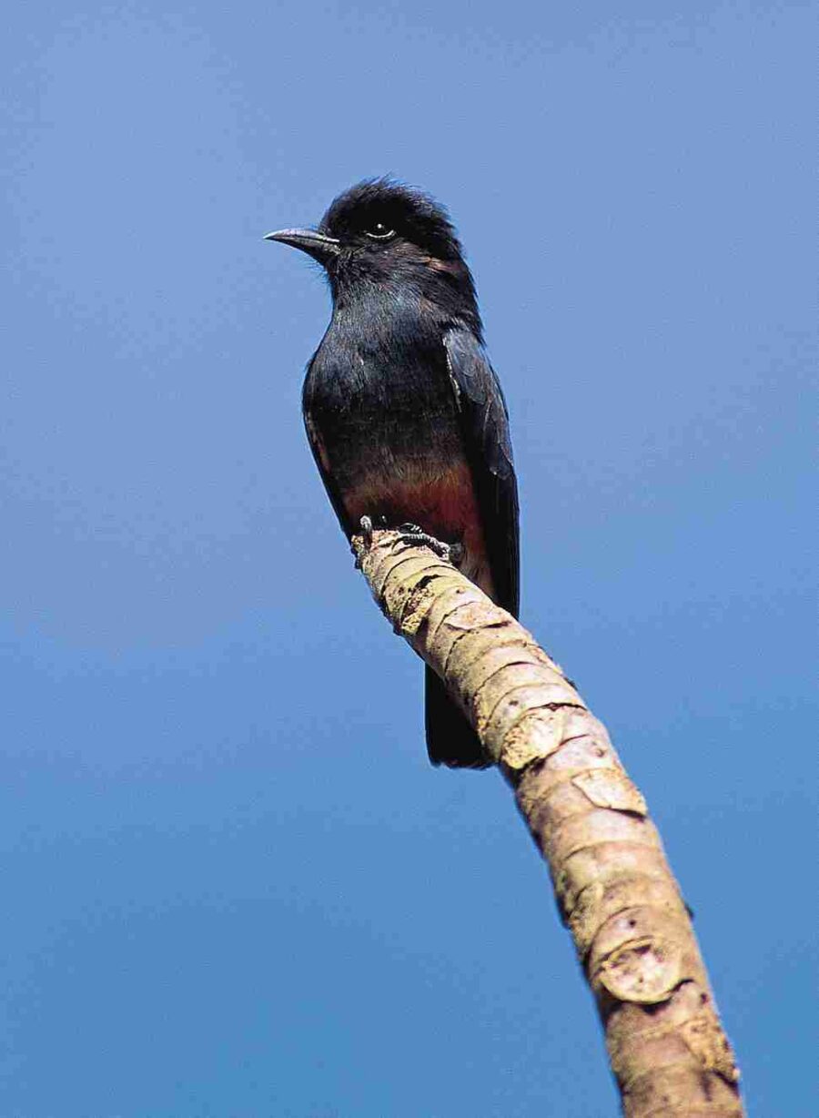 Pájaro golondrina