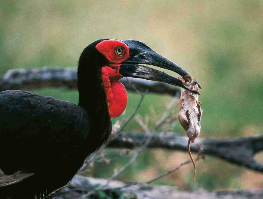 Hornbill de terra del sud