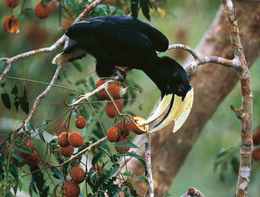 Hornbill negre