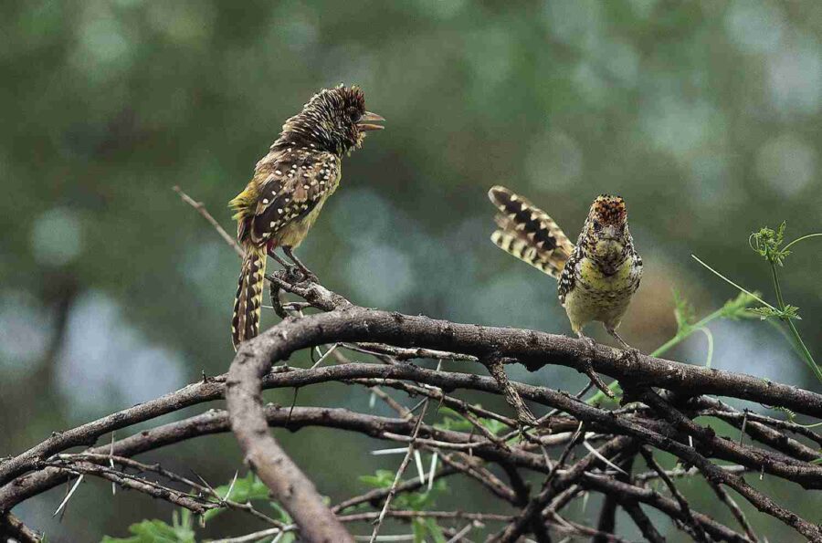 D'Arnaud's Barbet