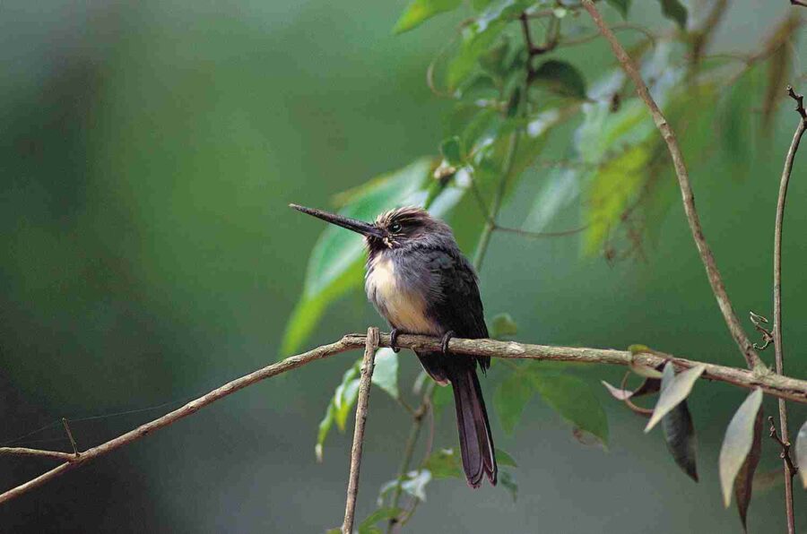 Jacamar de tres dedos