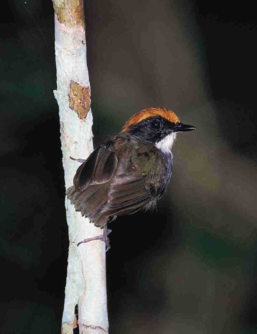 Black-cheeked Gnateater