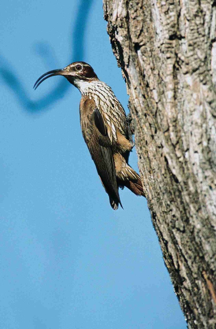 Scimitar-billed Woodcreeper