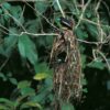 Broadbill negre i vermell