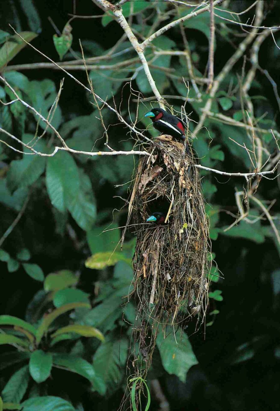 Broadbill negre i vermell