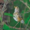 Antpitta de celles blanques