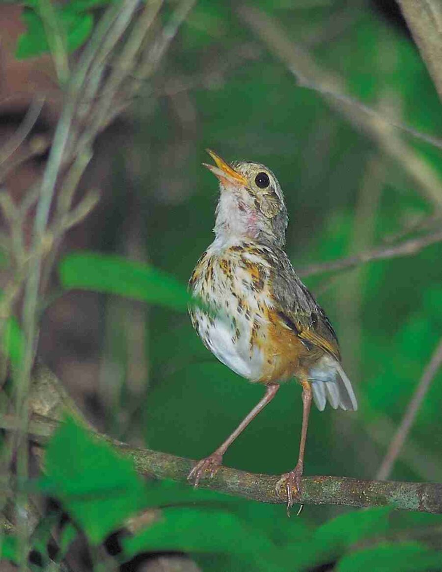 Antpitta de ceja blanca