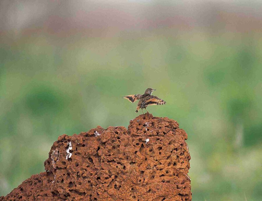 Campo Miner